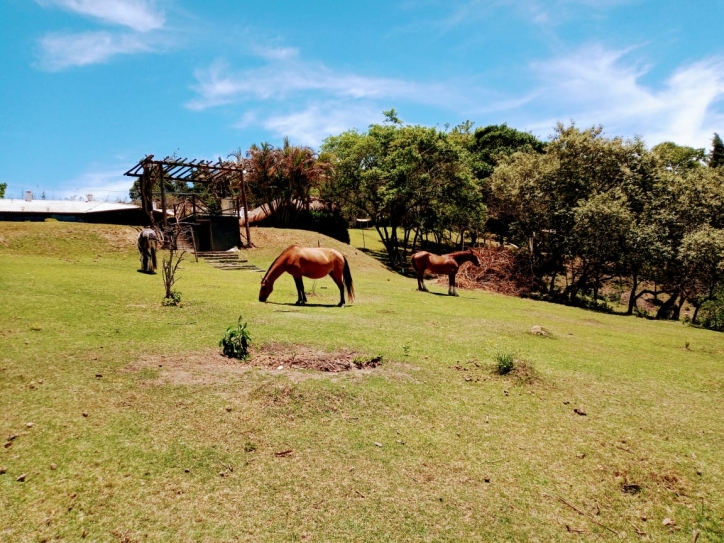 Sítio à venda com 4 quartos, 900m² - Foto 10